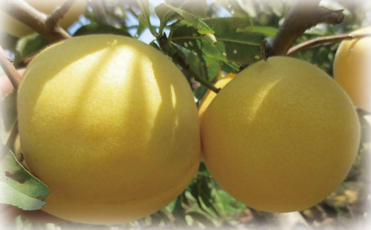 黄金脆蜜桃