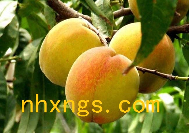 锦园黄桃