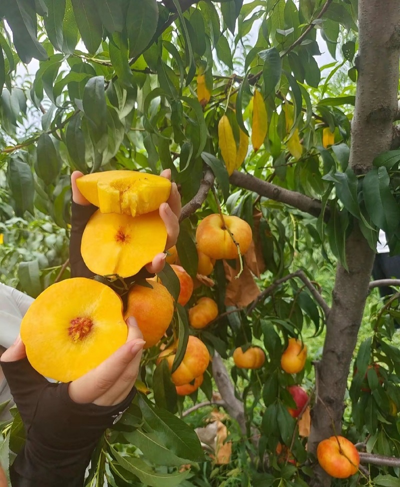 中油蟠9号桃