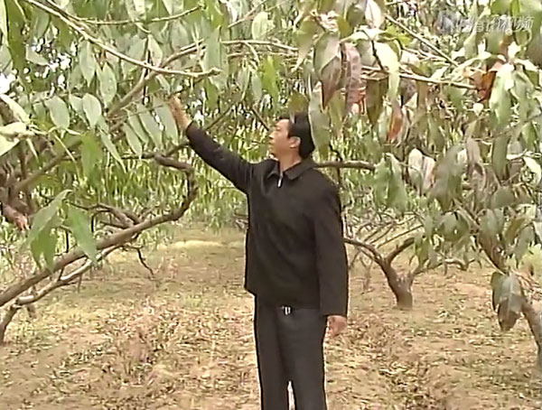 内黄县组织部专题片《桃王诞生记》