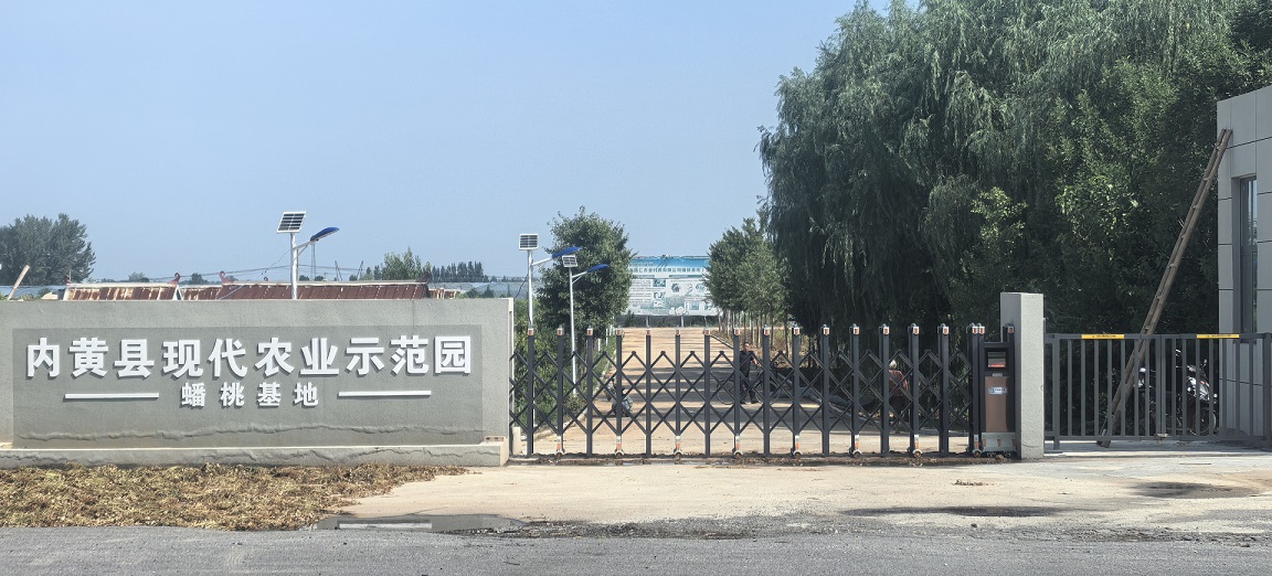 内黄哥仨合作社基地